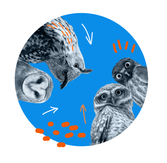 cztery zaciekawione sowy