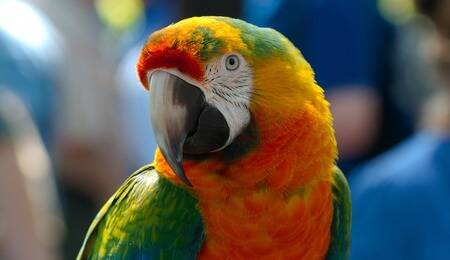 Animal Idioms Quiz