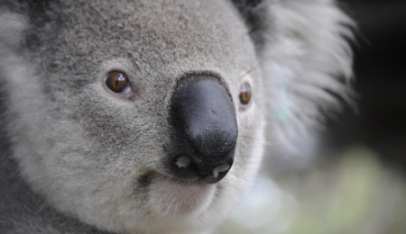 Australia and New Zealand Quiz