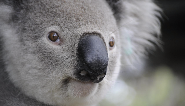 Australia and New Zealand Quiz