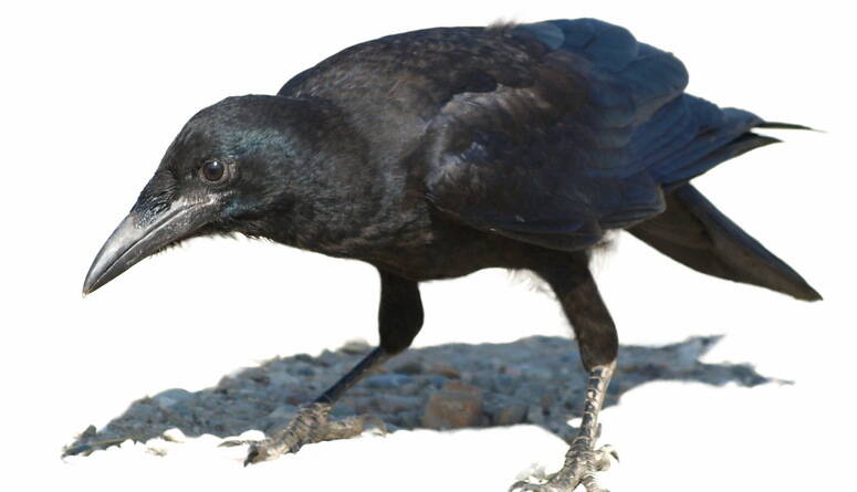 Konkurs realioznawczy - Ravens of the Tower of London