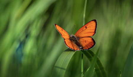 Spring Idioms Quiz