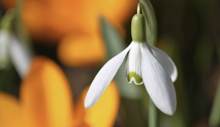 Spring Flowers Quiz