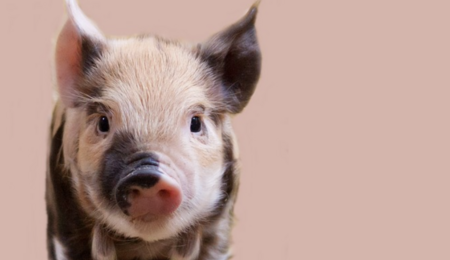 Animal Idioms